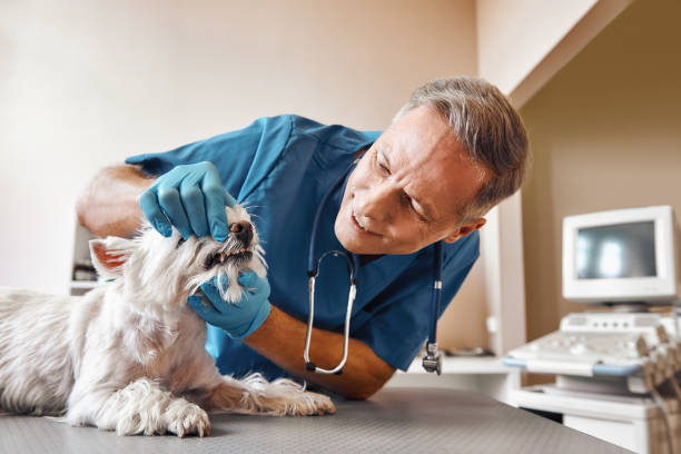Best Emergency Treatment for Dental Infections or Abscesses in Spotswood, NJ